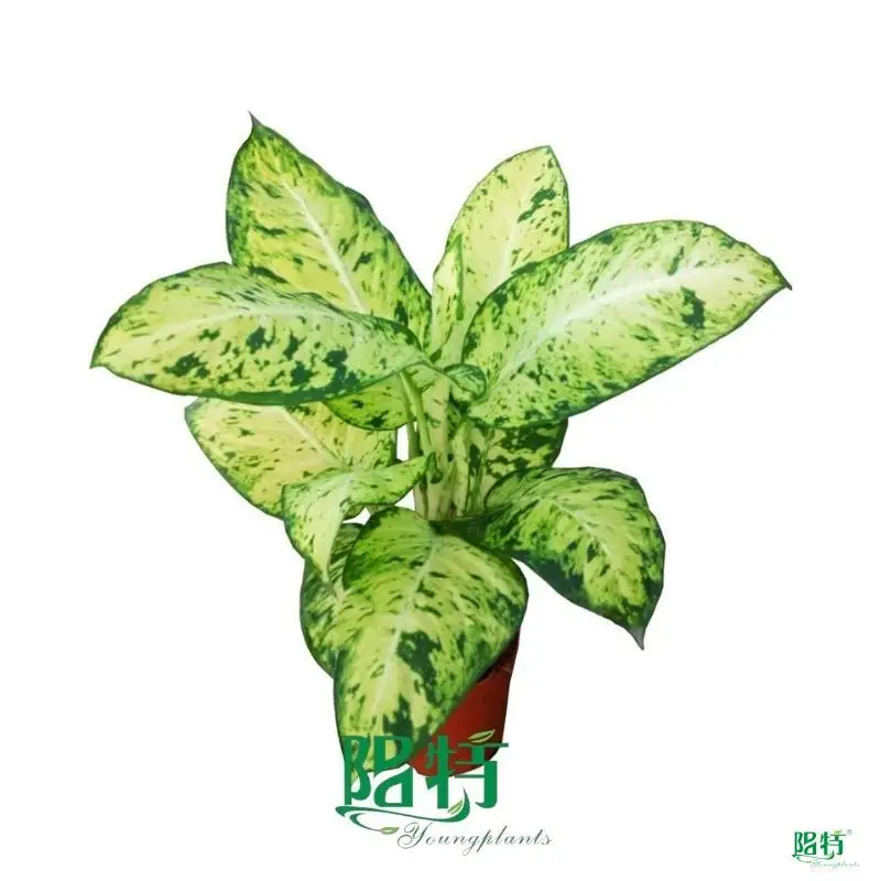 Youngplants |  Anthurium  1
