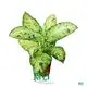 Youngplants |  Anthurium  1