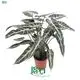  alocasia macrorrhizos  | Youngplants 1