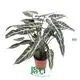  alocasia scalprum  | Youngplants 1