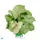 Custom syngonium  Manufacturer | Youngplants 1