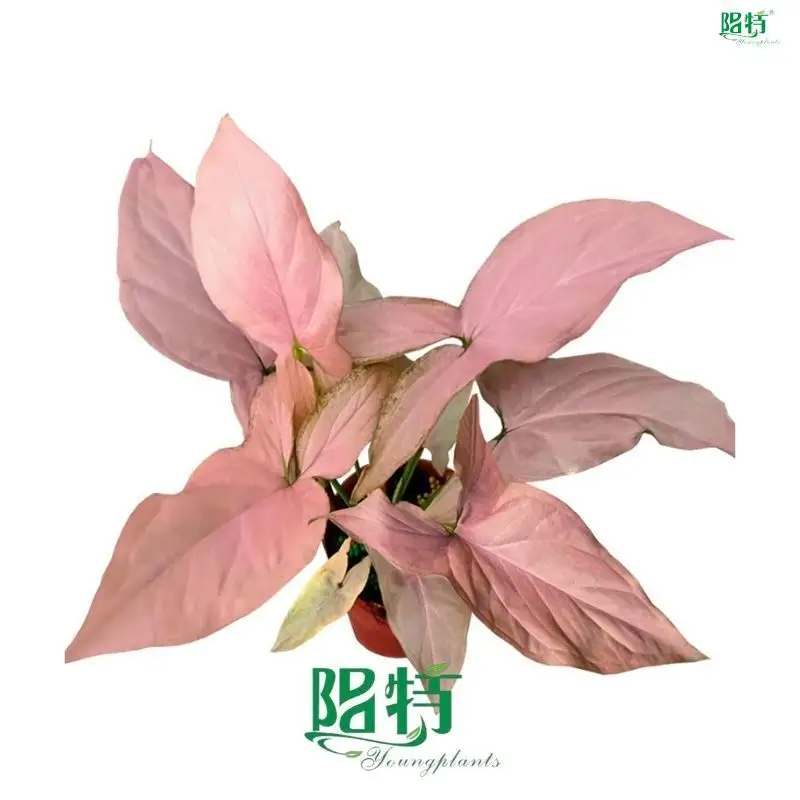 Custom syngonium variety  Manufacturer | Youngplants1 1