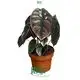 alocasia types at Wholesale Prices | Youngplants 1