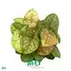 syngonium podophyllum at Wholesale Prices | Youngplants 1