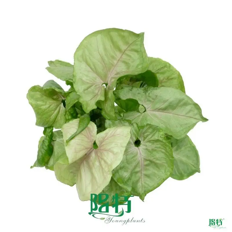 Custom propagating arrowhead plant  Manufacturer | Youngplants 1