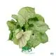 Custom propagating arrowhead plant  Manufacturer | Youngplants 1