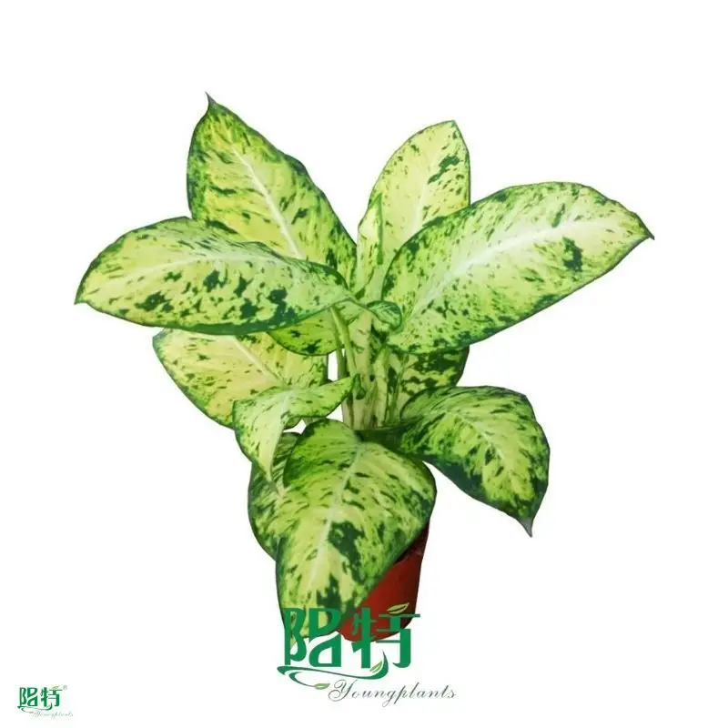 Custom dieffenbachia  Manufacturer | Youngplants 1