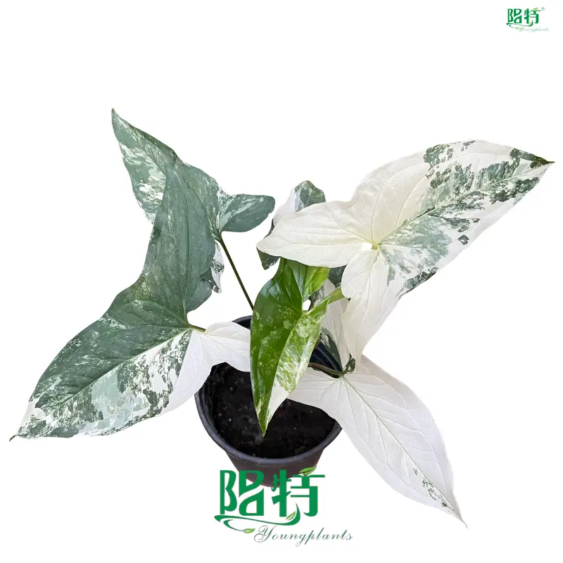  syngonium podophyllum  | Youngplants 1