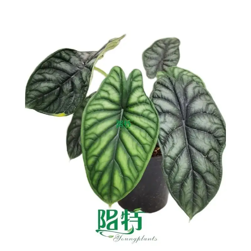 alocasia scalprum at Wholesale Prices | Youngplants 1