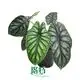 alocasia scalprum at Wholesale Prices | Youngplants 1