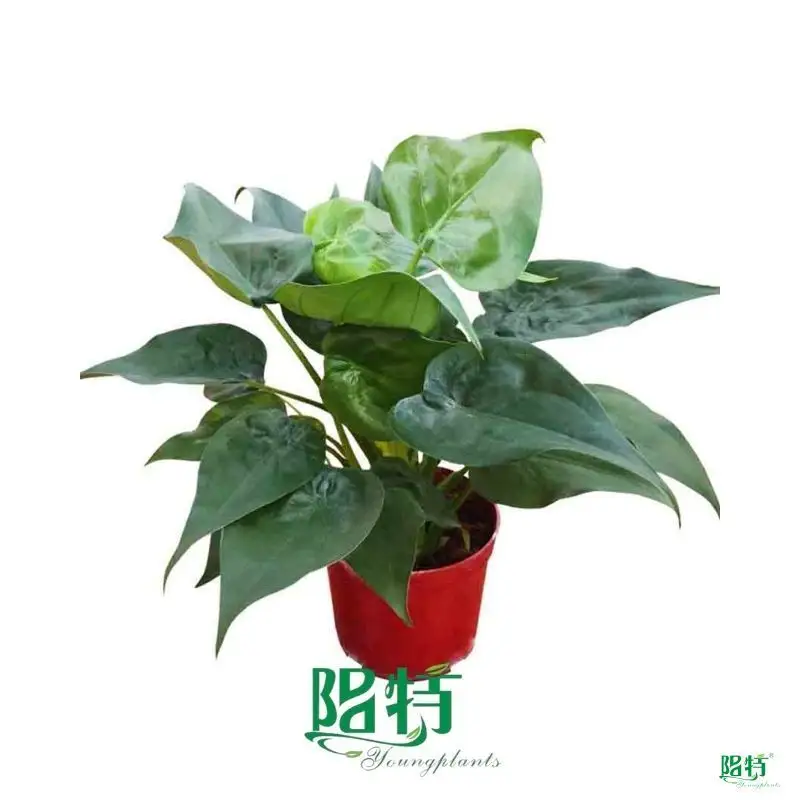  alocasia varieties  | Youngplants 1