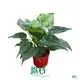  alocasia varieties  | Youngplants 1
