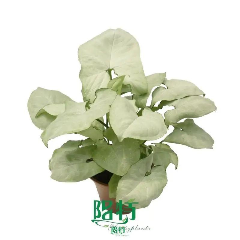 arrowhead plant at Wholesale Prices | Youngplants 1