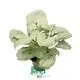 arrowhead plant at Wholesale Prices | Youngplants 1