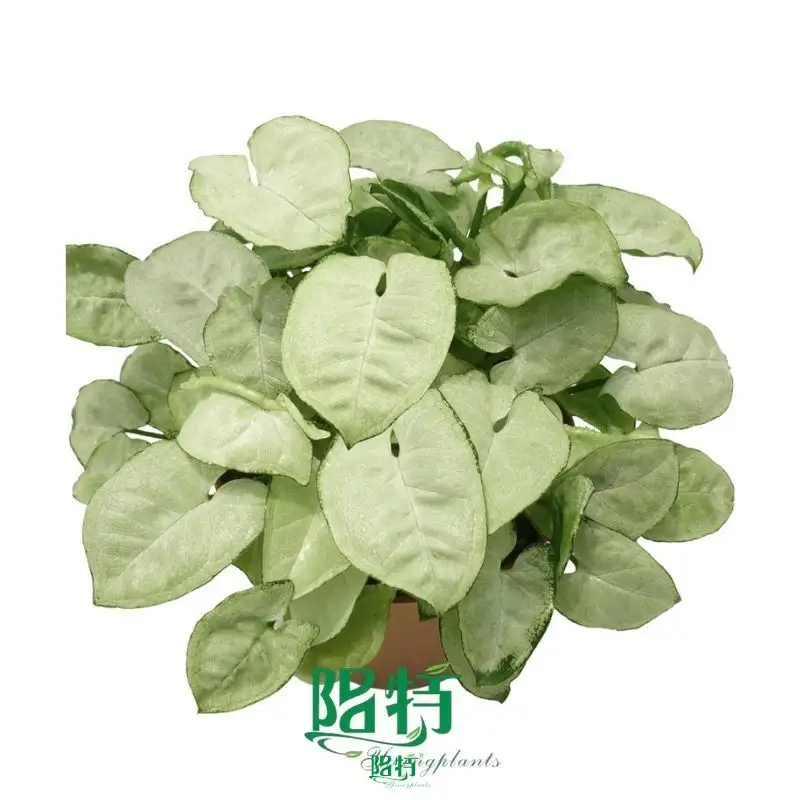  syngonium podophyllum arrow  | Youngplants 1
