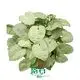  syngonium podophyllum arrow  | Youngplants 1