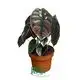 Custom alocasia scalprum  Manufacturer | Youngplants 1