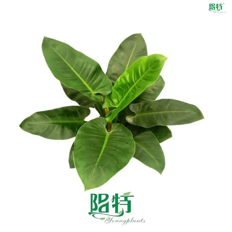  philodendron selloum seedling  | Youngplants 1