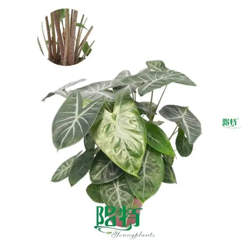 Custom tray plants  Manufacturer | Youngplants 1