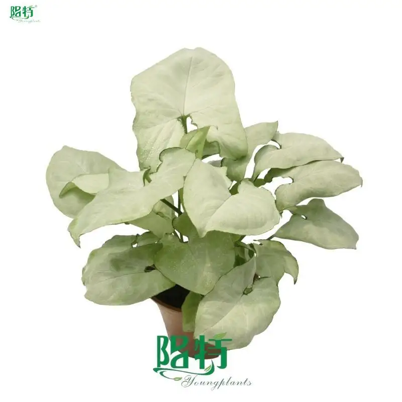 variegated arrowhead at Wholesale Prices | Youngplants 1