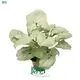variegated arrowhead at Wholesale Prices | Youngplants 1