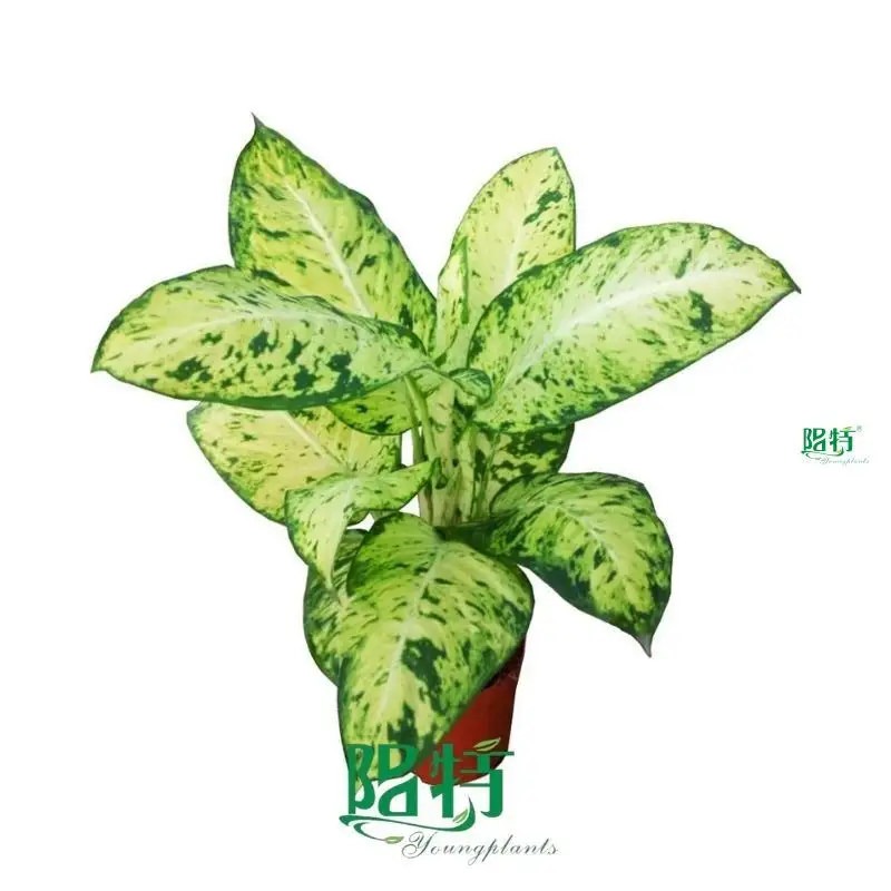  dieffenbachia star bright care  | Youngplants 1