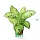  dieffenbachia star bright care  | Youngplants 1
