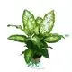 Dieffenbachia Compacta - Ornamental Foliage Plant 1