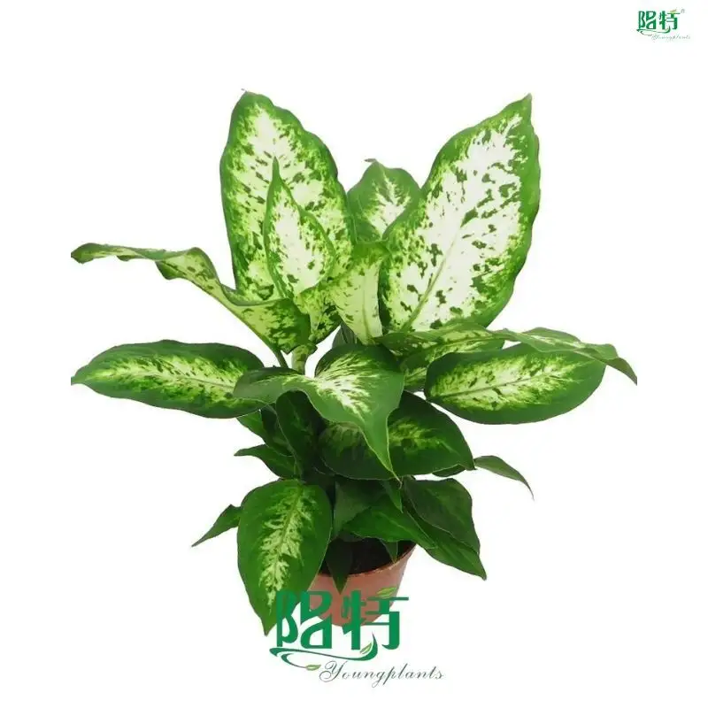 Top dieffenbachia camille Factory | Youngplants 1