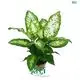 Top dieffenbachia camille Factory | Youngplants 1