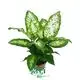 High-quality dieffenbachia camouflage Factory | Youngplants 1