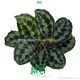 Youngplants | Hot-selling maranta Supply 1