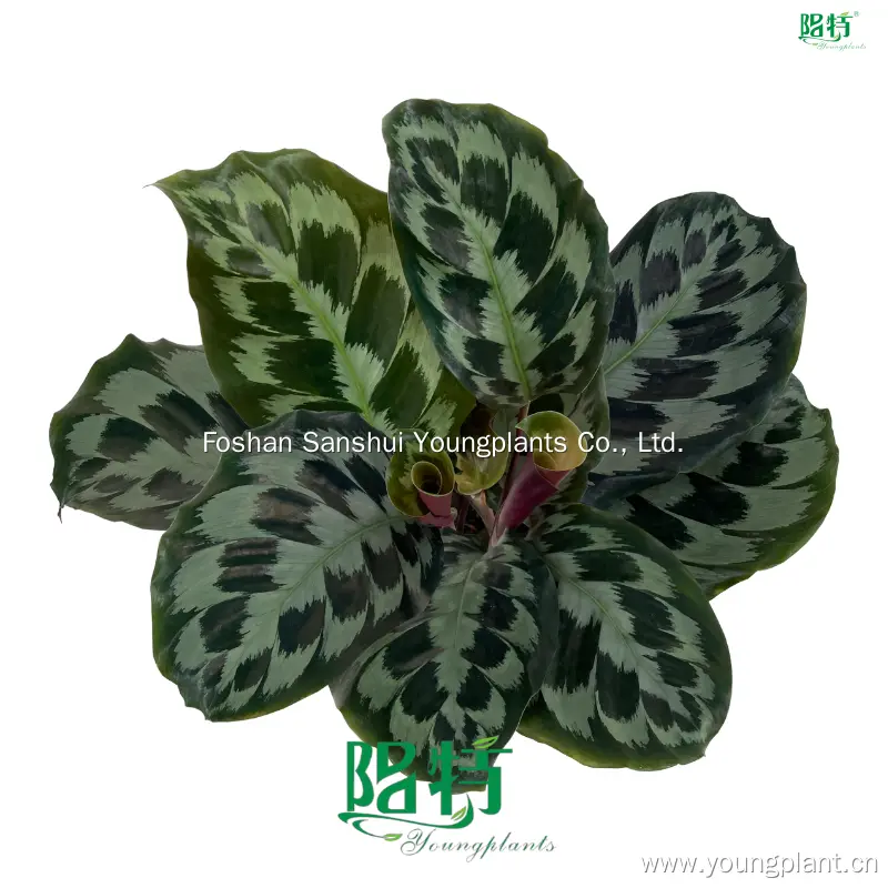 High-quality types of prayer plants Manufacturers | Youngplants 1