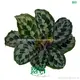 High-quality types of prayer plants Manufacturers | Youngplants 1