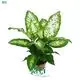 Youngplants | Top dieffenbachia types Factory 1