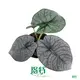 Custom alocasia cuprea  Manufacturer | Youngplants 1