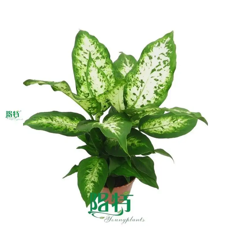dieffenbachia maculata at Wholesale Prices | Youngplants 1