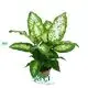 dieffenbachia maculata at Wholesale Prices | Youngplants 1