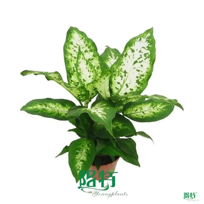  dieffenbachia types  | Youngplants 1