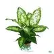  dieffenbachia types  | Youngplants 1