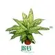 Custom dieffenbachia types Suppliers Manufacturer | Youngplants 1