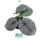 Youngplants |  alocasia  1