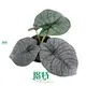 Youngplants |  alocasia plant  1