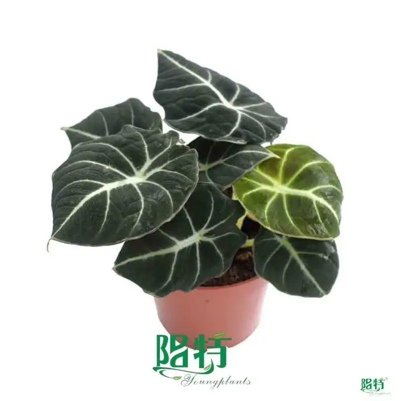 Custom alocasia portodora  Manufacturer | Youngplants 1