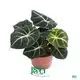 Custom alocasia portodora  Manufacturer | Youngplants 1