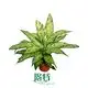Youngplants | Best dieffenbachia maculata camille Company 1