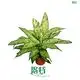 dieffenbachia amoena at Wholesale Prices | Youngplants 1