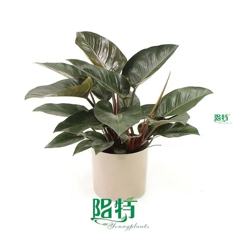 Top buy philodendron Suppliers | Youngplants 1