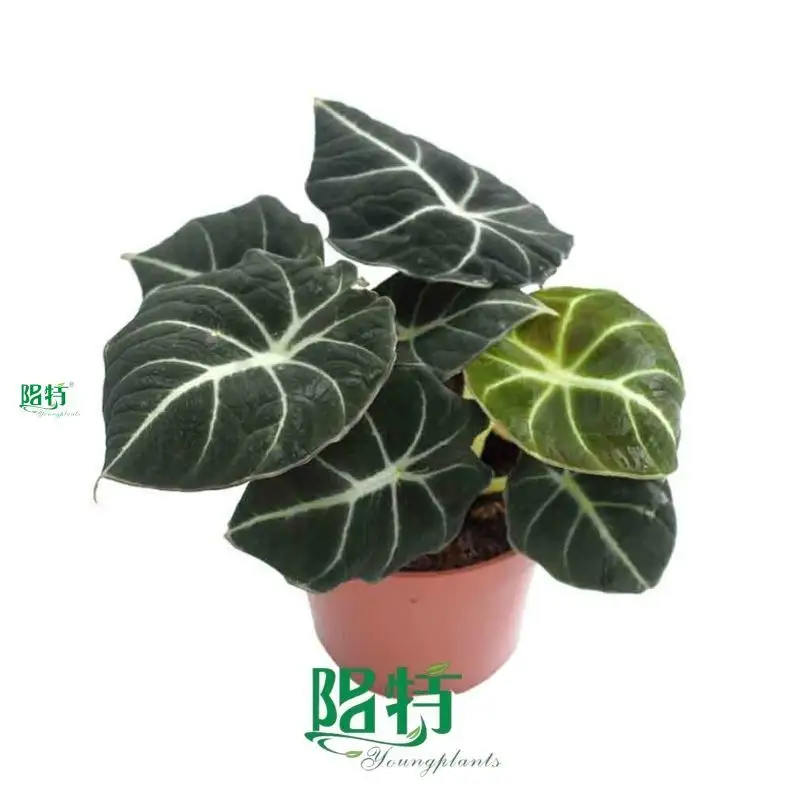 Custom alocasia odora  Manufacturer | Youngplants 1