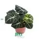 Custom alocasia odora  Manufacturer | Youngplants 1